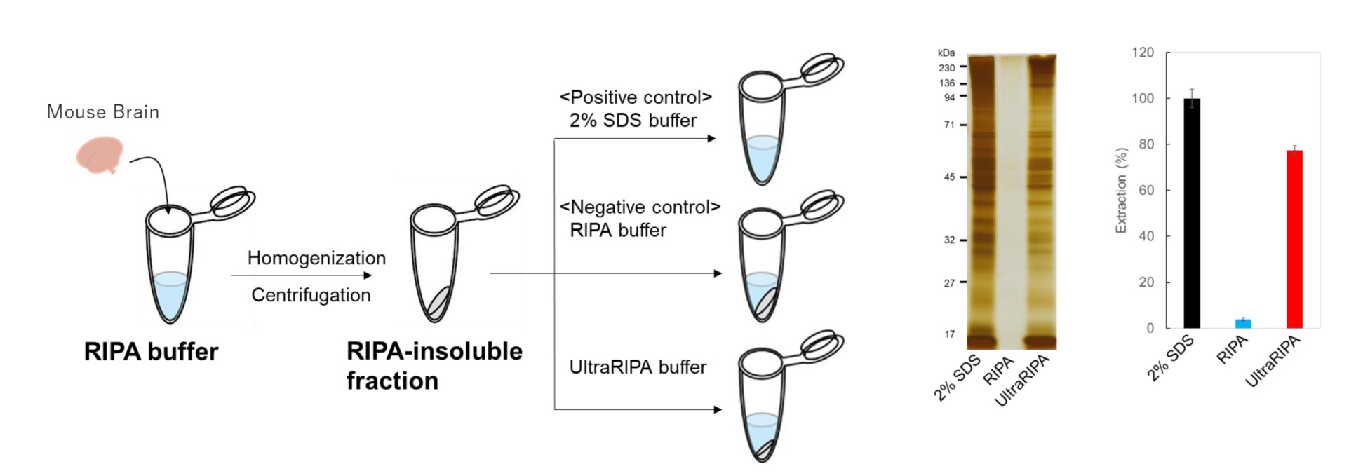 Protein Extraction Efficiency