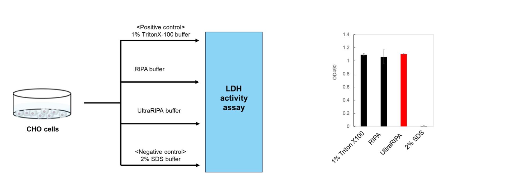 Enzymatic Activity