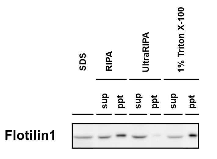 Comparison of extraction effiency from COS-1 cell