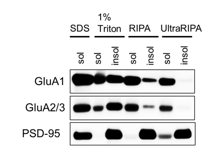 Comparison of extraction effiency from mouse P2 membrane fraction
