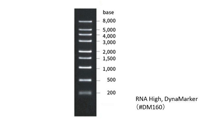 Gel electrophoresis image of RNA marker DM160