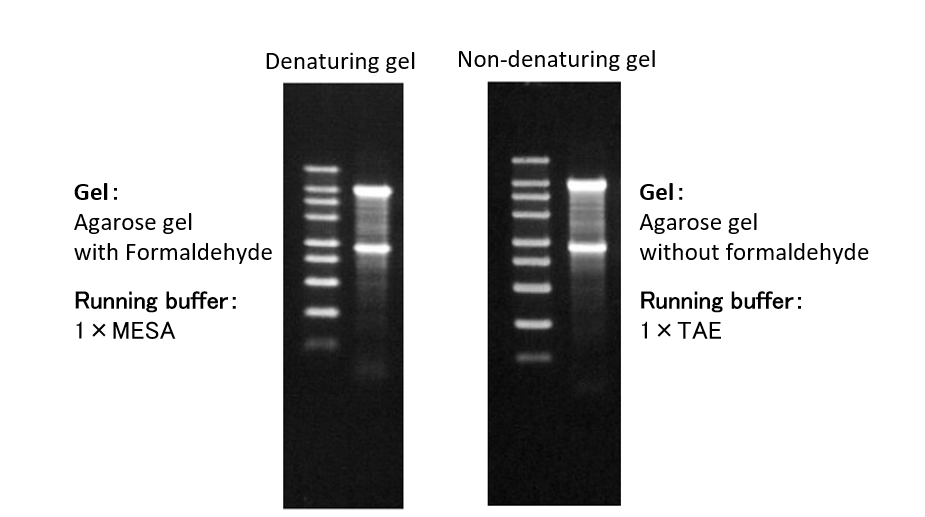 Usage example of RNA Ezloading Dye
