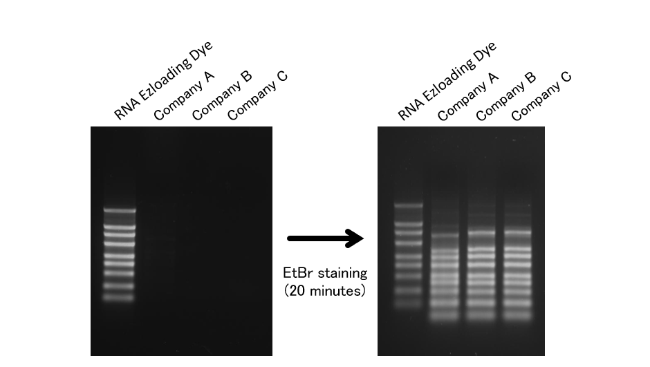 Usage example of RNA Ezloading Dye
