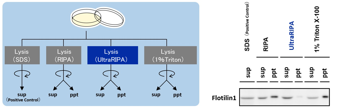 Comparison of extraction effiency from COS-1 cell