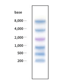 Electropholesis Image of Prestained RNA High
