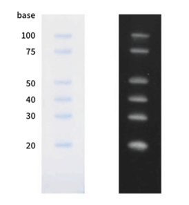 Electropholesis Image of Small RNA