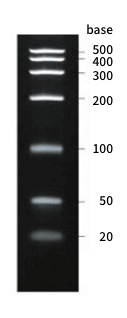 Gel electrophoresis image of RNA marker DM152/DM157