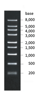 Gel electrophoresis image of RNA marker DM160
