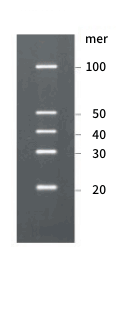 Gel electrophoresis image of RNA marker DM192/DM197