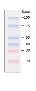 Gel electrophoresis image of RNA marker DM253