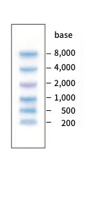 Gel electrophoresis image of RNA marker DM260