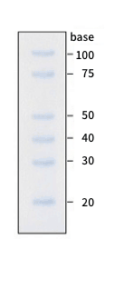 Gel electrophoresis image of RNA marker DM270