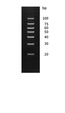 Gel electrophoresis image of DNA marker DM100