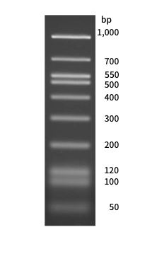 Gel electrophoresis image of DNA marker DM112