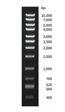 Gel electrophoresis image of DNA marker DM122